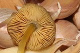 Pluteus romellii image