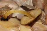 Pluteus romellii image
