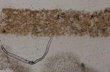 Pluteus romellii image