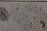 Pluteus romellii image