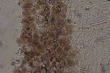 Pluteus romellii image