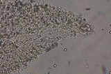 Pluteus romellii image