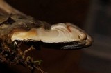 Trametes suaveolens image