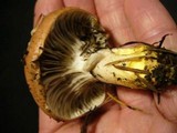 Gomphidius oregonensis image