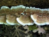 Gloeoporus dichrous image