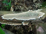 Gloeoporus dichrous image