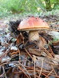 Leccinum manzanitae image