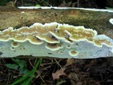 Gloeoporus dichrous image