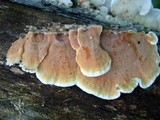 Gloeoporus dichrous image