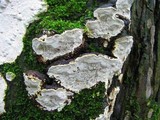 Heterobasidion annosum image