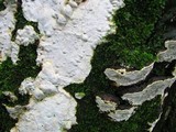 Heterobasidion annosum image