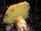Boletus regius image