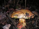 Boletus regius image