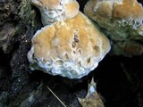 Fomitopsis spraguei image
