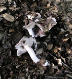 Hygrophorus russula image
