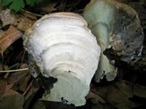 Fomitopsis spraguei image