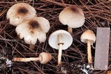 Lepiota besseyi image