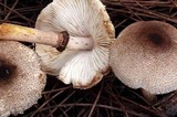 Lepiota besseyi image