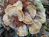 Onnia tomentosa image