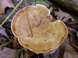 Onnia tomentosa image