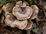 Onnia tomentosa image