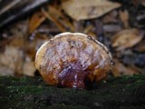 Ganoderma zonatum image