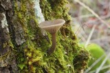 Arrhenia epichysium image