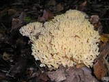 Ramaria rasilispora image