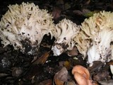Ramaria rasilispora image