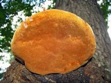 Phellinus everhartii image