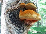 Phellinus everhartii image