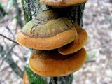 Phellinus everhartii image