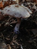 Laccaria ochropurpurea image