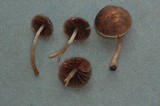 Psathyrella senex image