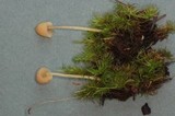 Galerina pumila image
