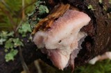 Leptoporus mollis image