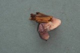 Leptoporus mollis image