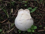 Chlorophyllum agaricoides image