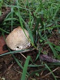 Chlorophyllum agaricoides image