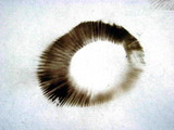 Hemipholiota populnea image