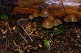 Hypholoma dispersum image