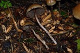 Hypholoma dispersum image