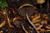 Hypholoma dispersum image