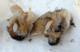 Hohenbuehelia petaloides image