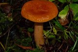 Lactarius luculentus image
