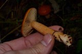 Lactarius luculentus image