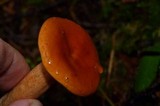 Lactarius luculentus image