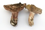 Hygrophorus russula image