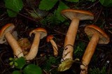 Lactarius luculentus image