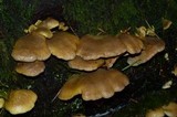 Tapinella panuoides image